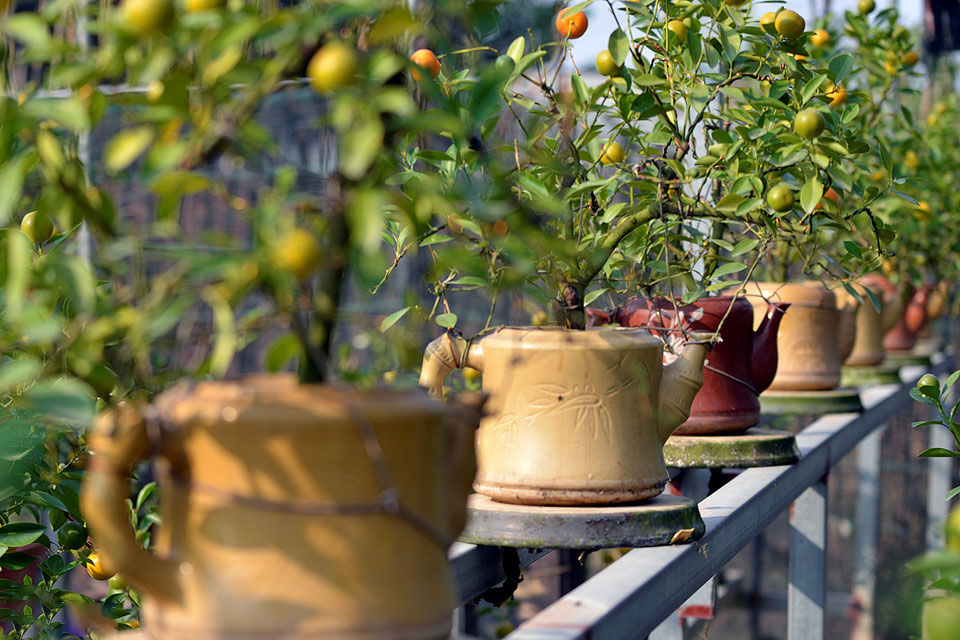 Quất ngự lưng chó đốm phục vụ Tết Nguyên đán